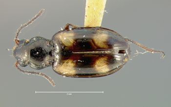 Media type: image; Entomology 16301   Aspect: habitus dorsal view